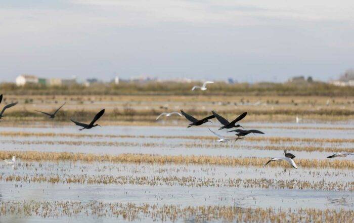 Parque Natural de la Albufera con sus campos de arroz.