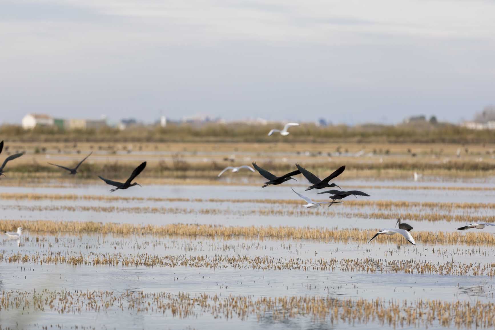 Parque Natural de la Albufera con sus campos de arroz.